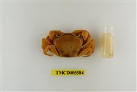 藏品(拉氏清溪蟹)的圖片